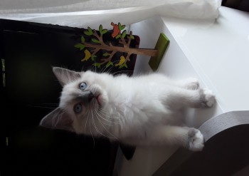 mâle blue point-mitted - 10 semaines - Chatterie Ragdolls du Val de Beauvoir